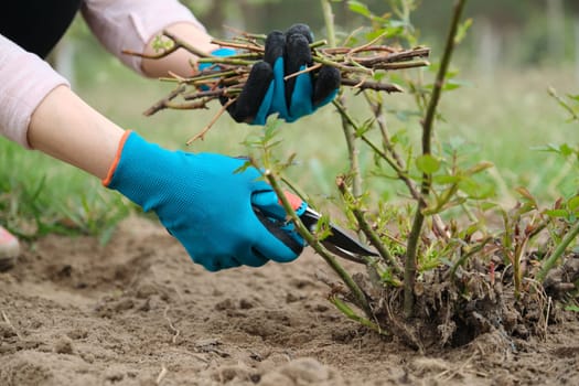 Closeup of gardeners hand in protective gloves with garden pruner making spring pruning