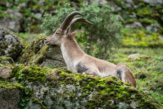 Majestic Mountain Goat Resting on a Lush Green Mossy Rock