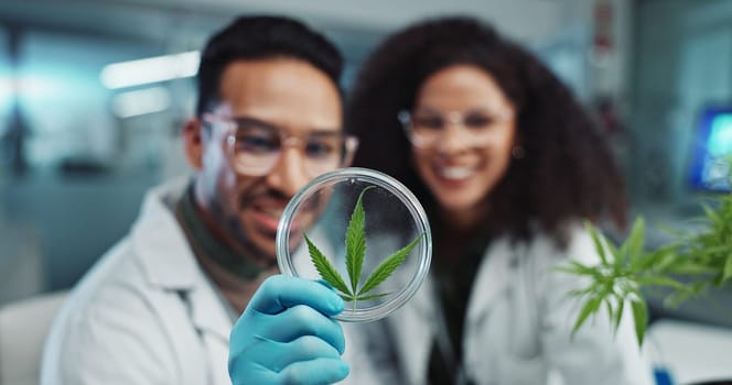 Science, team and analysis on cannabis in laboratory with leaf study, medical research and petri dish. Scientist, high five and marijuana plant for medicine treatment, drugs or scientific experiment