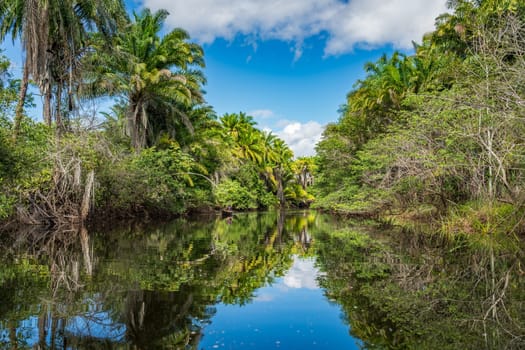 Tropical Paradise Reflecting in Calm River Waters