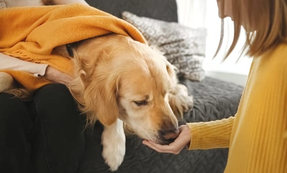 Golden retriever dog choosing food from girl hands