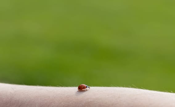 A ladybug crawls along a man's hand.