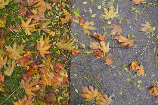Fallen leaves in green grass close up