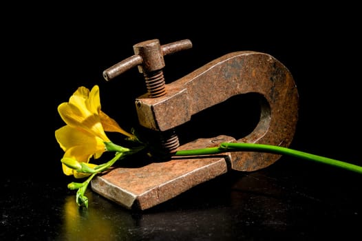 Old rusty metal clamp and flower on a black background.