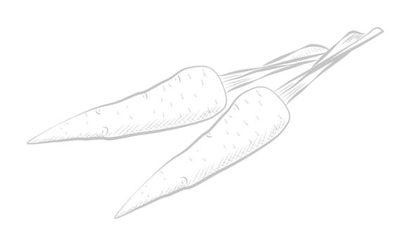 Carrots line sketch, two tubers with stem, vegetable garden harvest