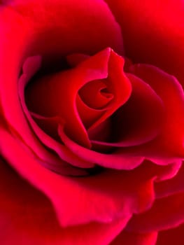 Close up of a deep red rose bloom, macro photography for romantic concepts and spring designs with a focus on petal texture.
