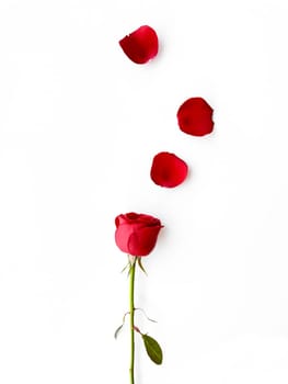isolated red rose with delicate petals spread on pure white background, embodying timeless romance and elegant simplicity. For romantic greeting cards, wedding invitations, beauty and spa marketing, floral shop advertising, dating app interfaces, and as a symbol of love in various editorial content.