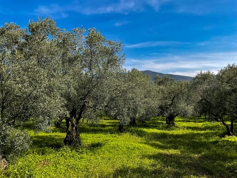 Olive grove with mature trees on sunny day with blue sky and green grass, landscape view. Agricultural and Mediterranean nature concept.