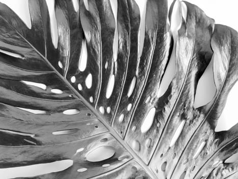 Black and white photograph of monstera leaf with natural holes, dramatic lighting for artistic and botanical themes.