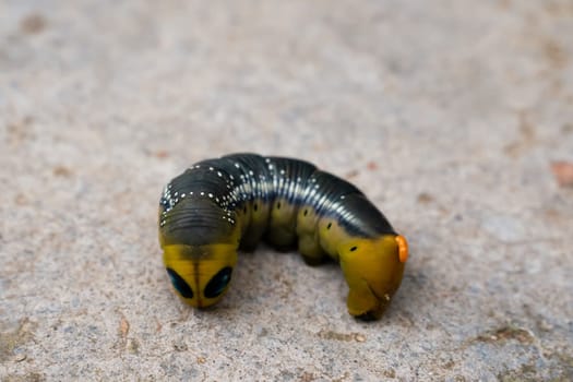 Oleander hawk moth caterpillar Daphnis nerii from European forests and woodlands.