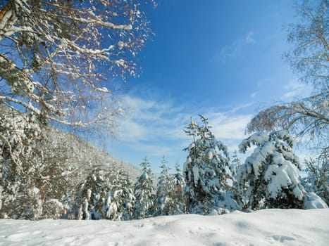 Snow, trees and landscape of forest in winter, nature or plants in environment at park. Outdoor, ice or woods with freezing weather, cold and frost in the countryside at field with blue sky in Sweden.