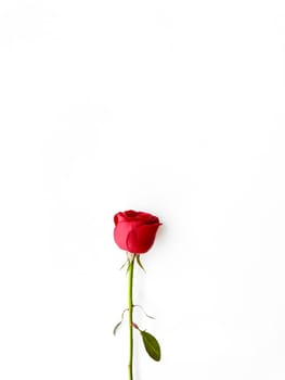 Single red rose with loose petals on white background. Love concept. Ideal for greeting cards, invitations, posters with copy space for text