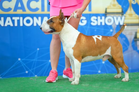 Bull terrier at the dog show in the rack