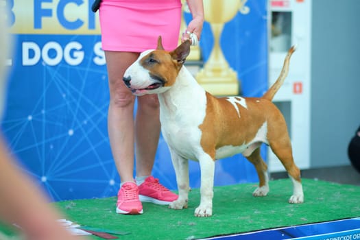 A purebred bull terrier in a rack next to a handler at a dog show