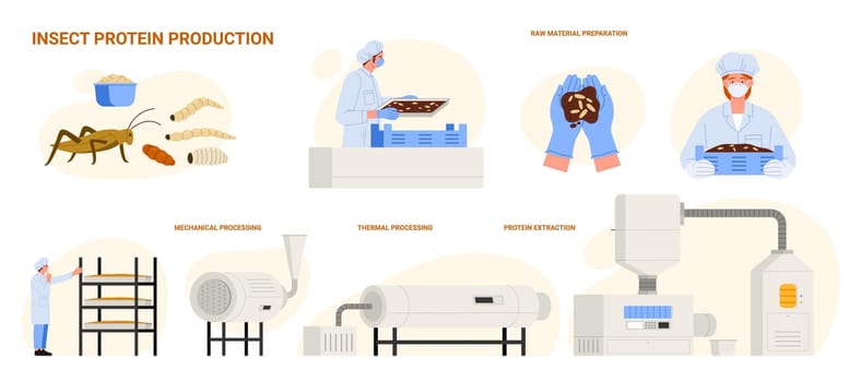 Protein food production from insects, infographic set with process stages. Preparation of raw material by workers, mechanical and thermal processing, protein extraction cartoon vector illustration