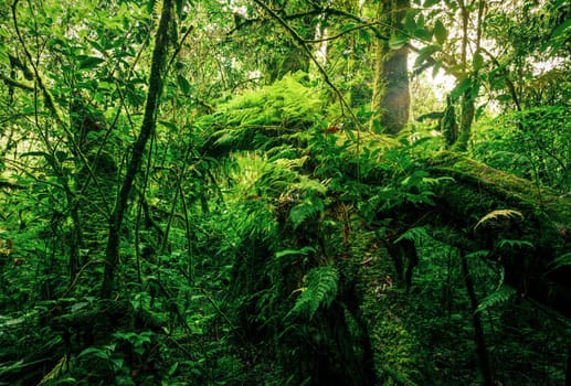 Green forest with fallen tree trunk covered with green moss, lichen and fern. Forest ecosystem. Biodiversity of cloud forest. Natural carbon sink. Green tree capture CO2. Sustainable green environment