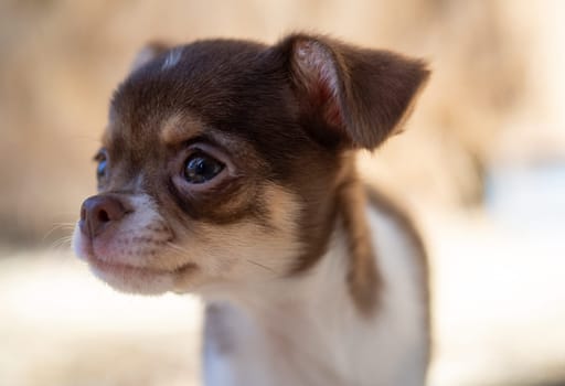 Chihuahua Puppy's Inquisitive Stare