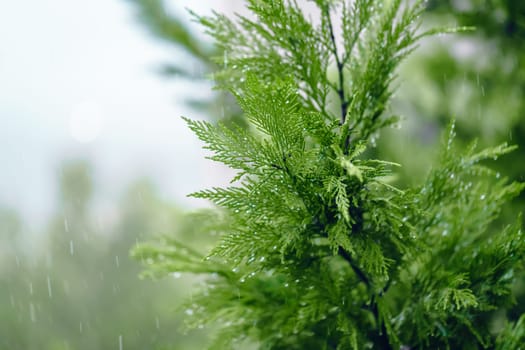 Evergreen Tree on a Rainy Day