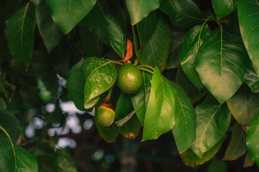 Avocado fruits on a Avocado tree in a garden. Avocado production or agriculture concept