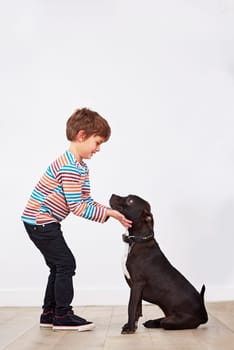 Happy child, dog and kid playing with pet, having fun and bonding together for connection at home by a wall on mockup space. Young boy, canine and touch animal with care, love and friendship of owner