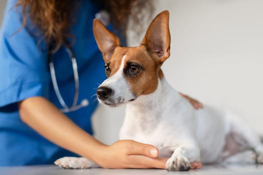 Concerned dog with vet's comforting hand in clinic