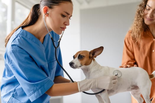 Focused female vet examines dog with stethoscope, owner assists