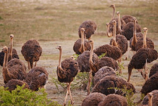 Ostrich, animals on field and nature with flock in South Africa, indigenous with wildlife landscape and tourism. Travel, group of birds and feather in environment, natural background and countryside.