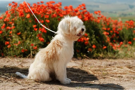 White dog puppy sits in a poppy field. Natural background with dog puppy sitting on a summer Sunny meadow surrounded by flowers.