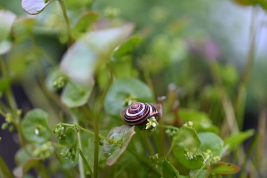 Shell snail on green purslane stalk in the bed