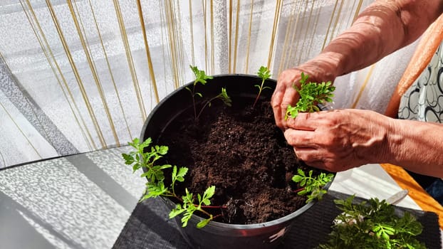 Planting marigold flowers in pot. Reproduction of plants in spring. Young flower shoots and greenery for garden. The hands of an elderly woman, a bucket of earth and green bushes and twigs with leaves