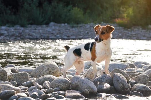 Small Jack Russell dog, her fur wet, walking on round sun lit stones near river, blurred trees background