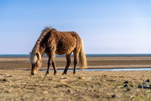 Lone brown horse in an Icelandic meadow at the beginning of spring