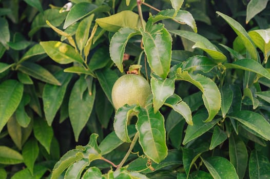 Passion fruit growing
