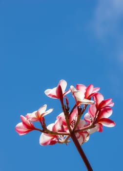Flowers, sky and plant outdoor for nature, spring and garden in environment for bud and bloom for petal. Plumeria, grow and blossom for season in summer outdoor for earth, mother nature and eco