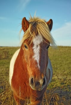 Horse, portrait and nature filed on countryside farm or agriculture adventure in environment, ranch or traveling. Animal, face and blue sky in summer or rural Texas outdoor or field, relax or outside.