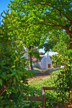 Leaves, tree and farm house in natural landscape, travel location at winery or winelands for nature outdoor. Green foliage, botanical garden and environment, vineyard and manor house in Cape Town.