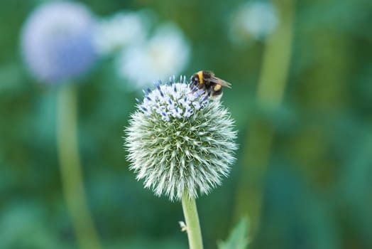 Thistle, flower and bee in meadow at countryside, field and landscape by plants in background. Botanical garden, pasture and echinops by petals with pollen in bloom in backyard, bush or nature.