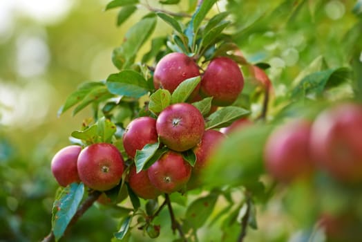 Red apples, orchard and trees with nature, environment and sustainability with ecology and agriculture. Fruit, leaf and sunshine with growth and countryside with farmland and nutrition with plants