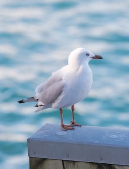 Seagull, outdoor and ocean environment or ecosystem wildlife at coastal sea in habitat for relax, calm or sitting. Bird, feathers and outside in South Africa or animal with wings, perched or water