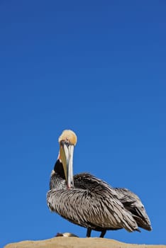 Bird, sand and nature on earth with sky for habitat and ecosystem outdoor. Feathers on animal or pelican in shore and landscape for fly at sea or dock in summer season for tourism on coast by seaside