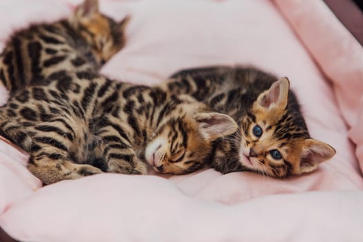 Close-up little bengal kittens on the cat's pillow
