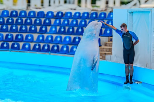 Dolphin therapy in the dolphinarium with a white whale. Friendly Beluga Whale. Beluga whale with trainer in pool. whale trainer pool training show. Kharkiv Dolphinarium Nemo Ukraine 05-05-2023