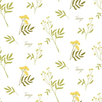 Minimalistic floral pattern on a white background. Chamomile and tansy. Meadow wild herbs. Vector illustration