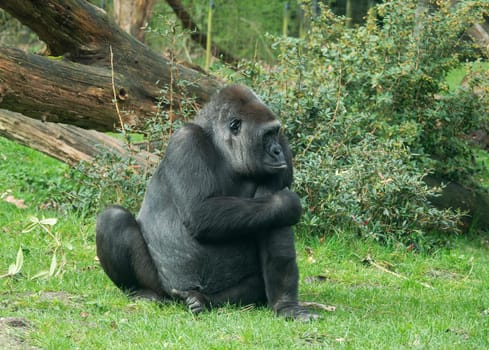 big male gorilla sitting on the grass and looking dominant away from the camera