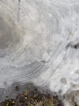 thin transparent ice on a puddle in the park on a winter day, foliage through the ice
