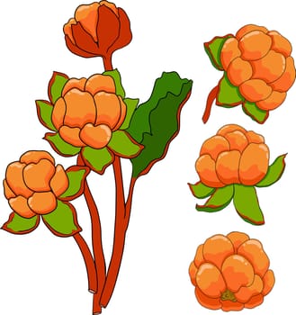 Cloudberry vector, colored illustration. Organic berry superfood.