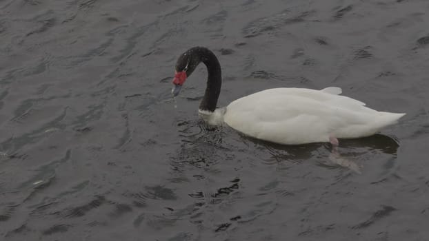 Graceful Black-Necked Swan Dipping for Food in Slow Motion