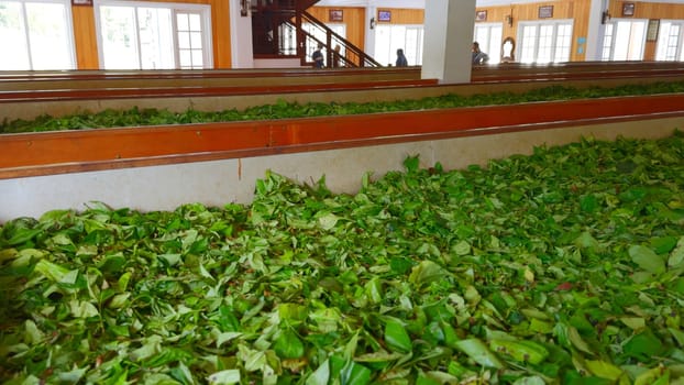 Close-up of collected green tea leaves. Action. Piles of collected green leaves in warehouse. Warehouse with collected tea leaves. Tea plantation and production