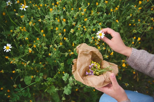 Herbalist woman collects calendula and chamomile flowers, prepares ingredients for traditional medicine or healing tea