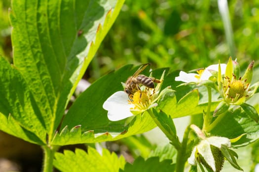 Flowering strawberry bush with a bee in the garden.